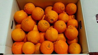 日本蔬菜代購指南 價格、二手市場與選購技巧