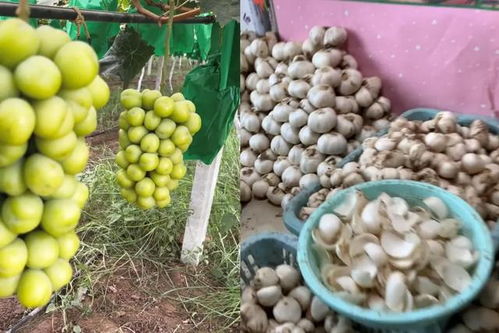 陜西小伙返鄉(xiāng)創(chuàng)業(yè)路 一果一世界，年銷2000萬元背后的奮斗與鄉(xiāng)情